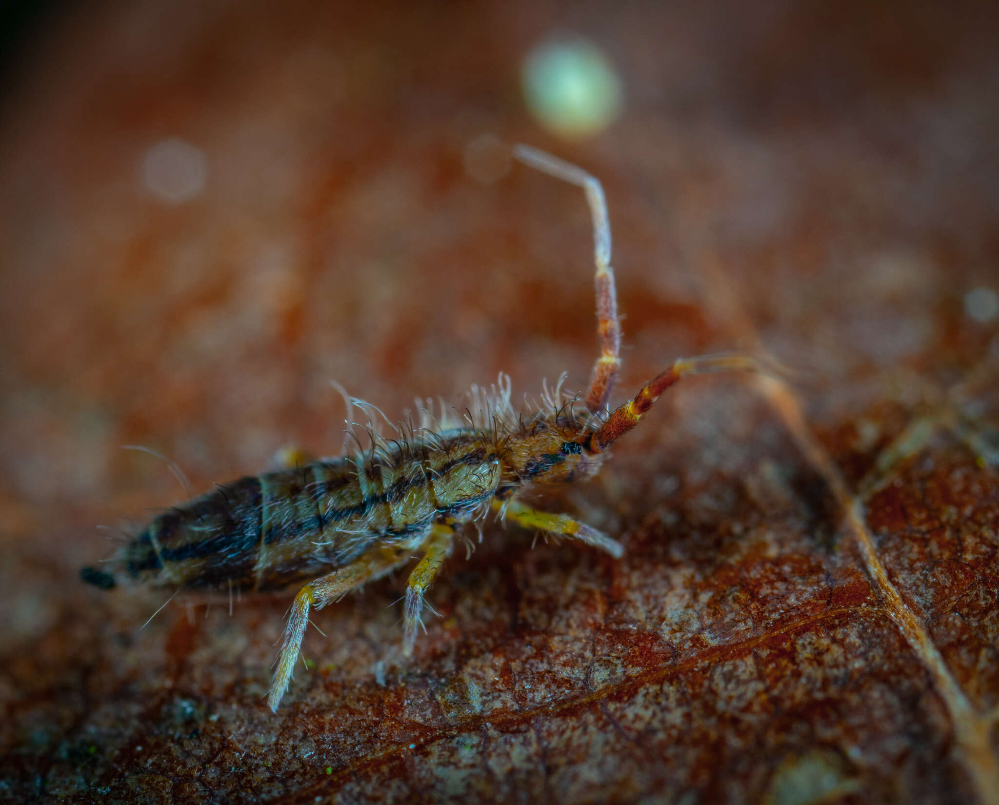 Orchesella flavescens (Bourlet & C 1839)的圖片