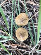 Image of Inocybe subtomentosa Peck 1897