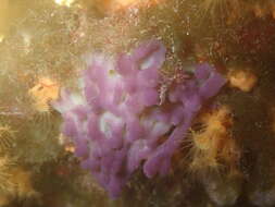 Image of flesh sponge