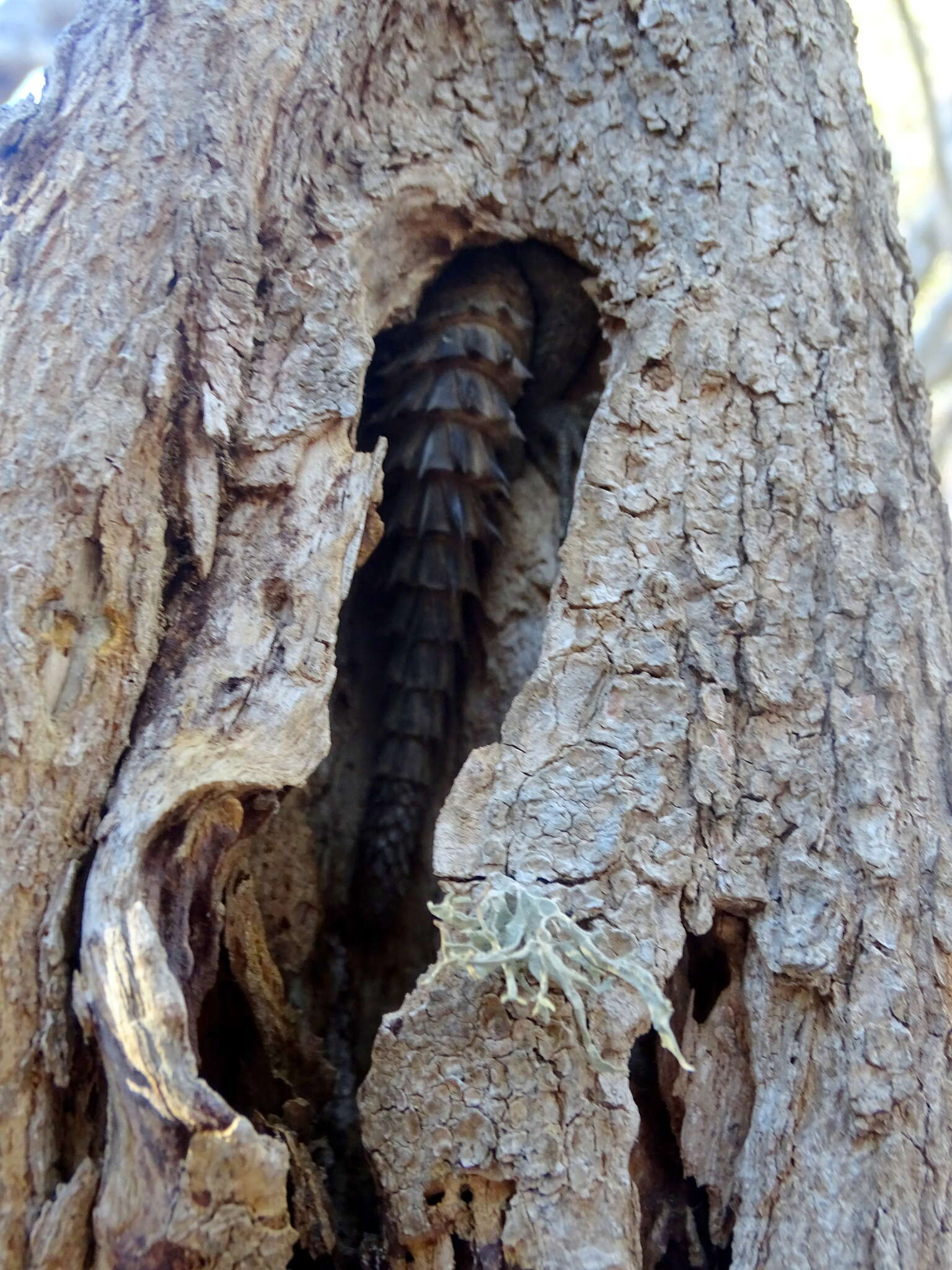 Image of Merrem's Madagascar Swift