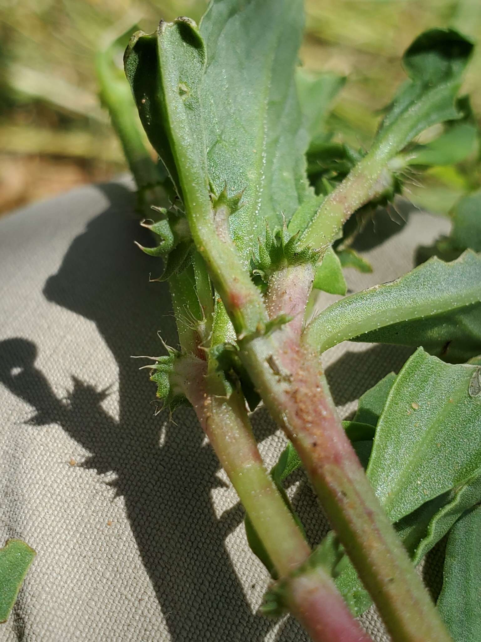 Image of Oxygonum alatum Burch.