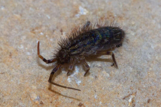 Image of Orchesella villosa (von Linné & C 1767)