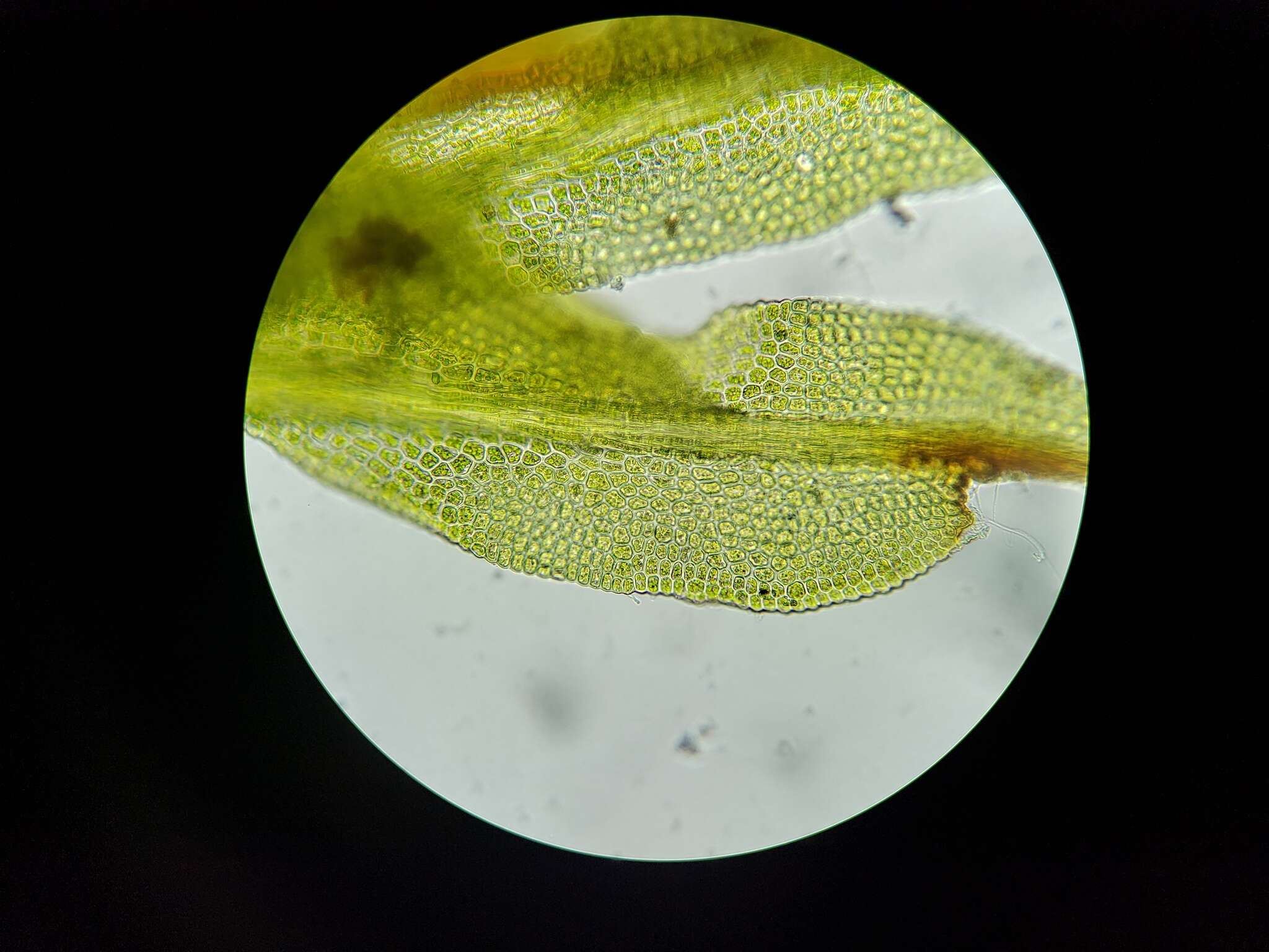 Image of fissidens moss