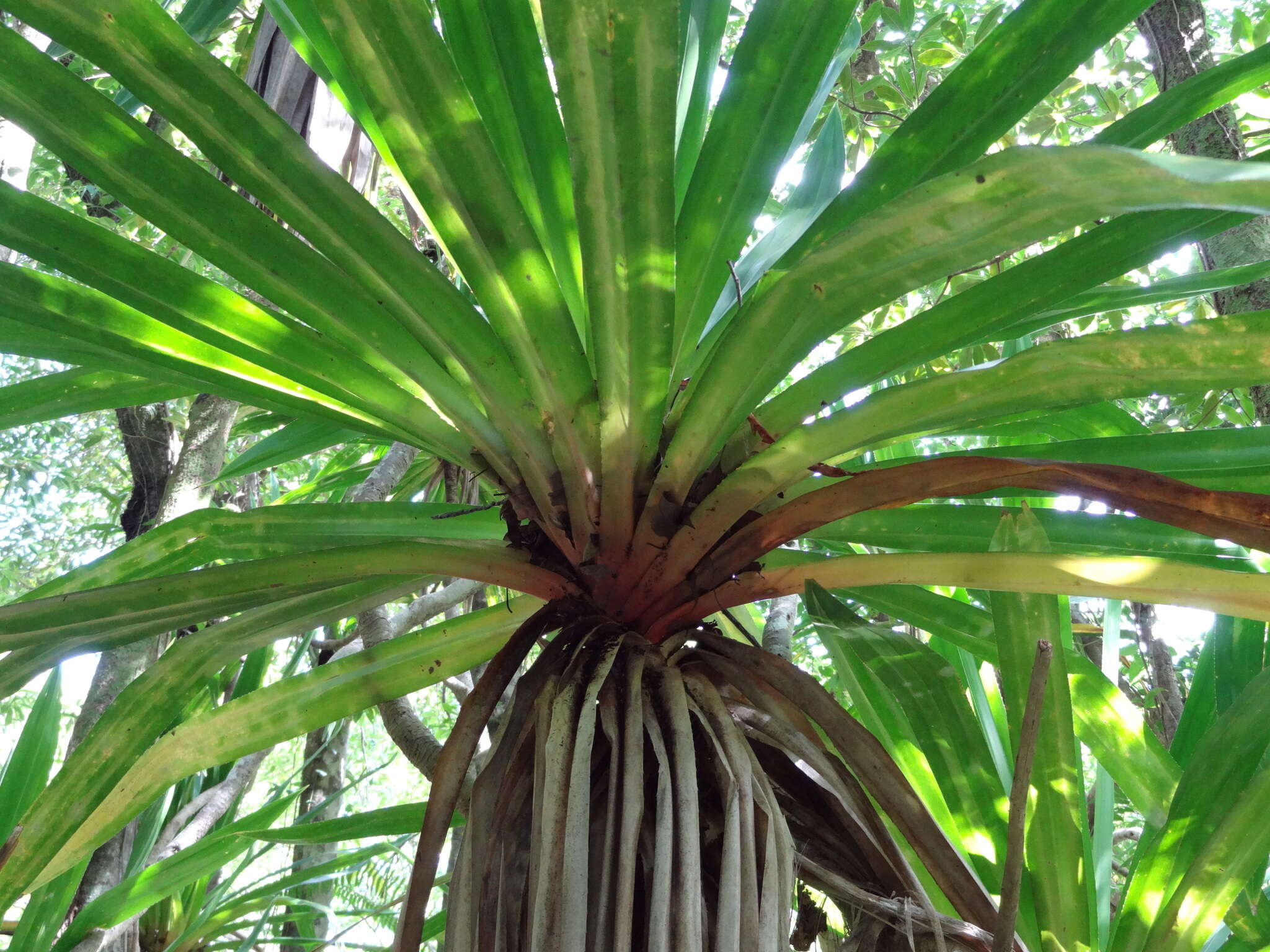 Image of Pandanus purpurascens Thouars