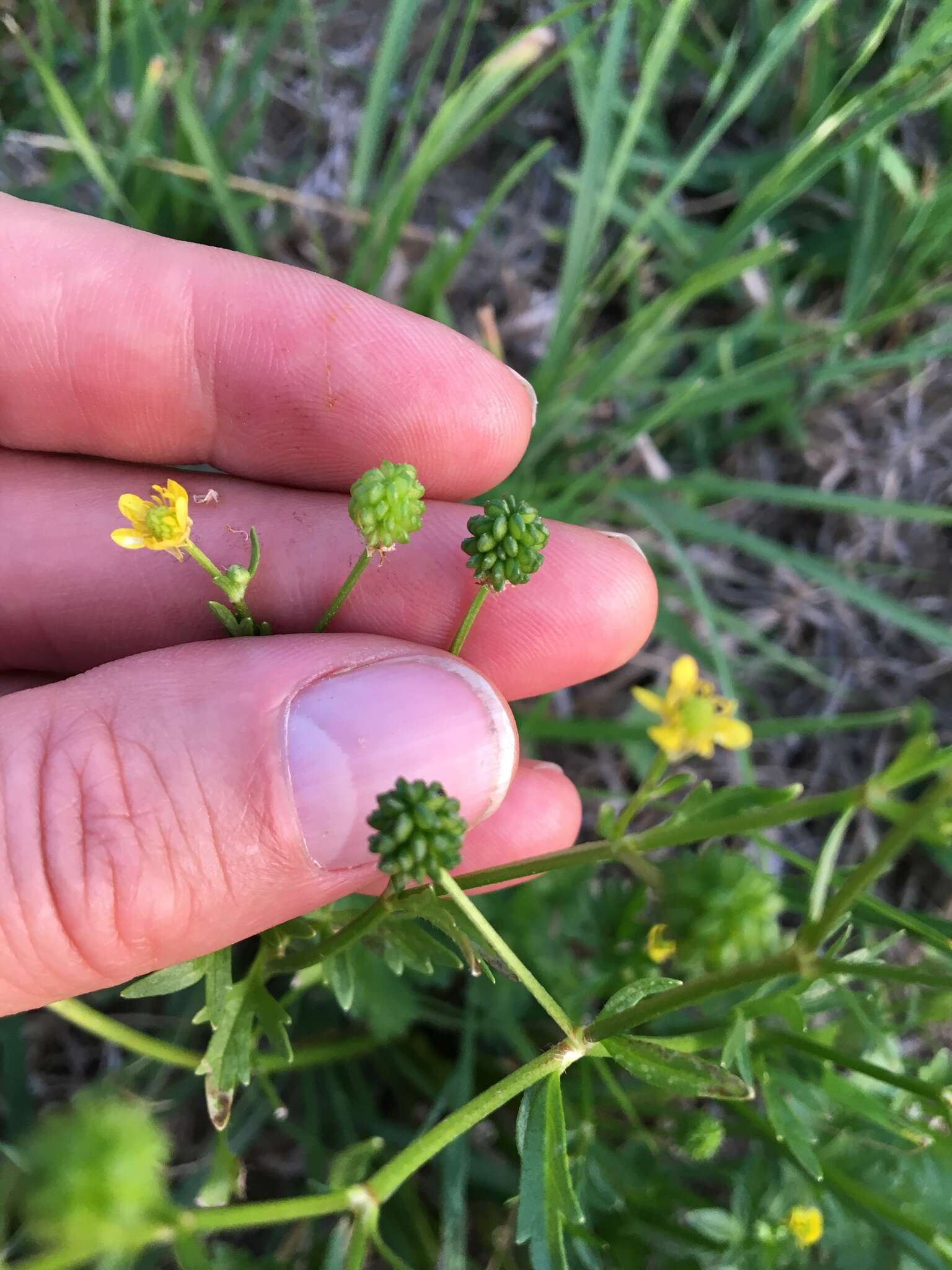 Image of threelobe buttercup