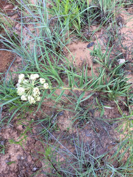 Image of spider milkweed