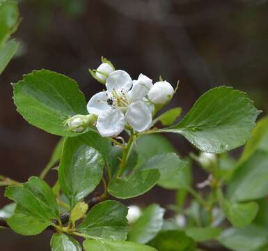 Imagem de Crataegus alabamensis Beadle