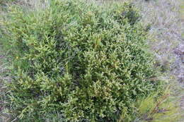 صورة Podocarpus nivalis Hook.