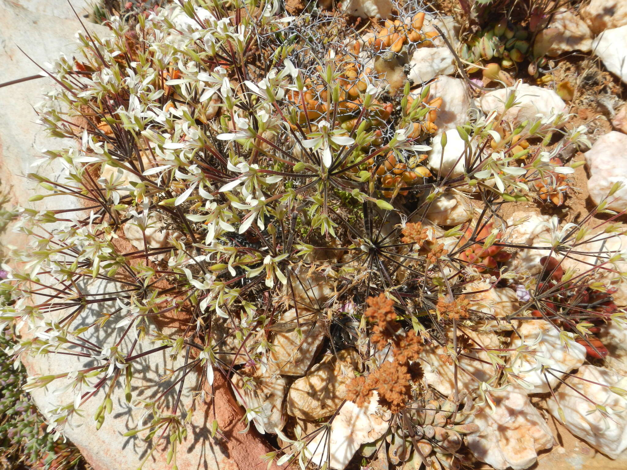 Image of Pelargonium hystrix Harv.