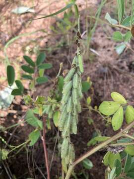 Indigofera astragalina DC.的圖片