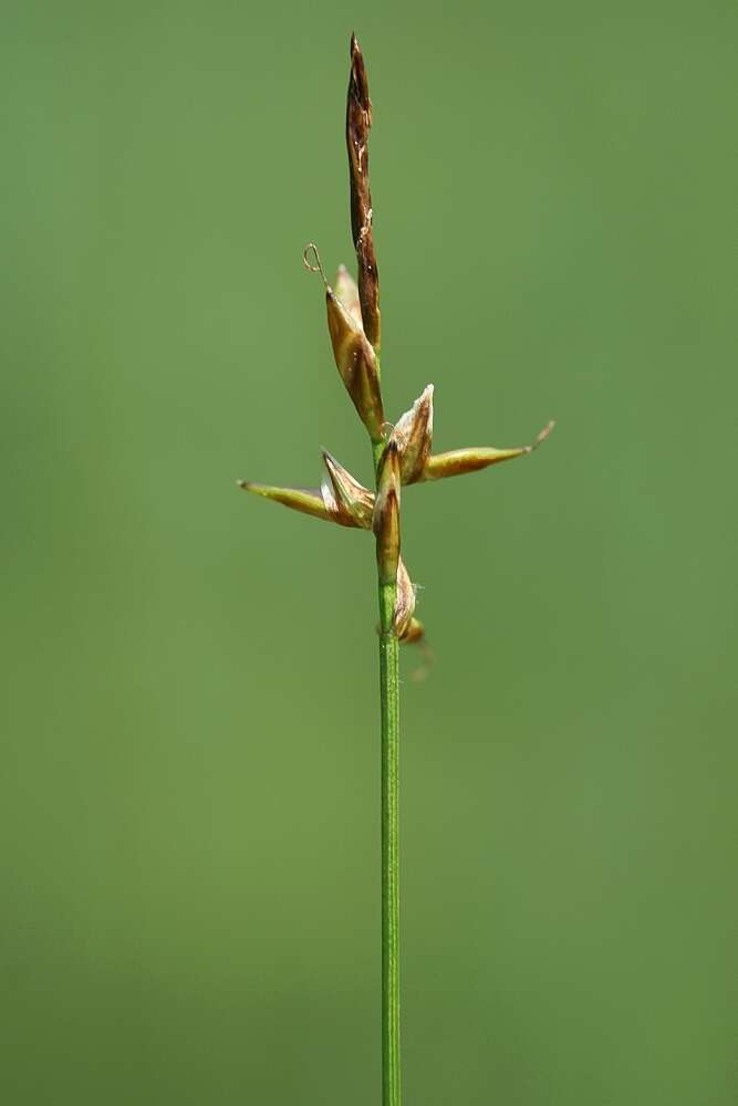 Image of Flea Sedge