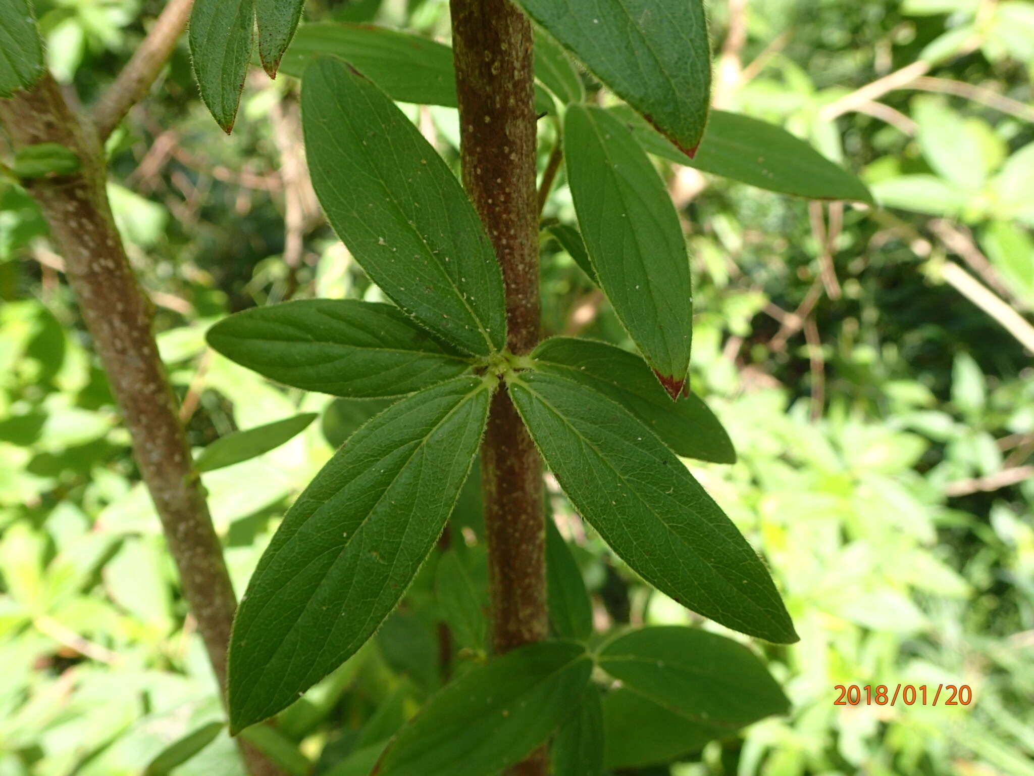 Image of cordobancillo peludo