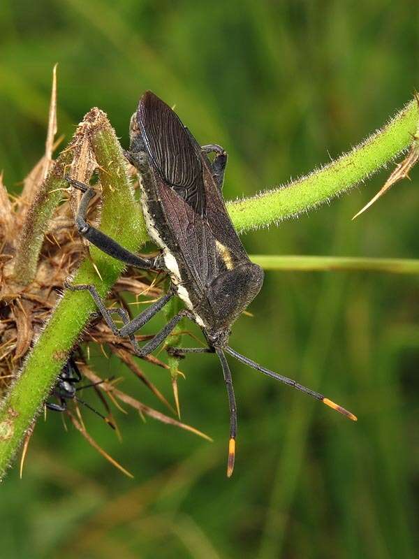 Image de Anoplocnemis dallasiana Lethierry & Severin 1894