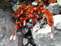 Imagem de Epilobium tasmanicum Hausskn.