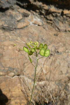 Image of Biscutella fontqueri Guinea & Heywood