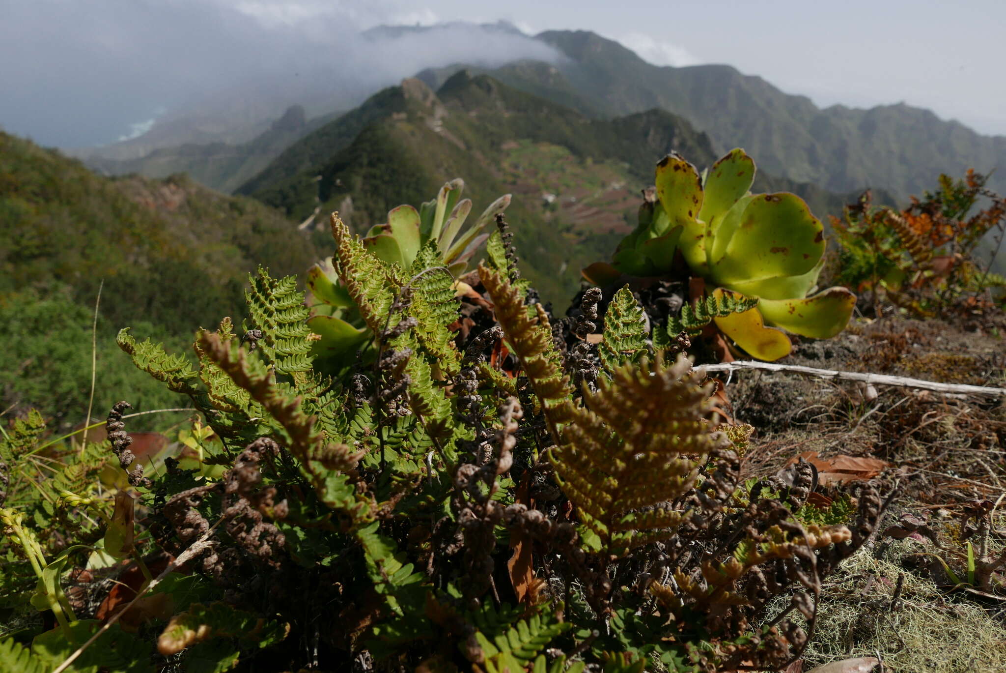 Image of Paragymnopteris marantae subsp. subcordata (Cav.)