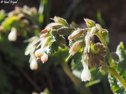 Image of Symphytum brachycalyx Boiss.