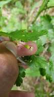 Image of Ribes inerme var. inerme