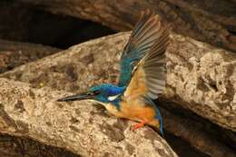 Image of Half-collared Kingfisher