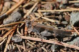 Trimerotropis cincta (Thomas & C. 1870) resmi