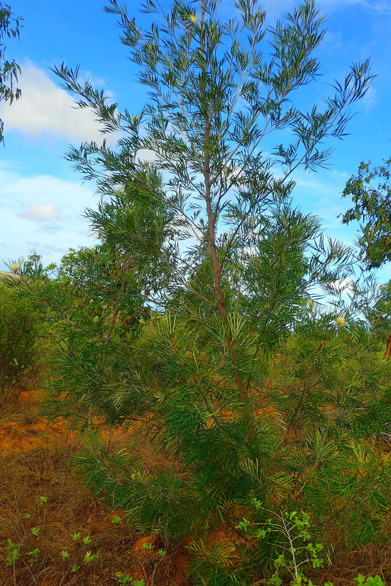 Imagem de Grevillea banksii R. Br.