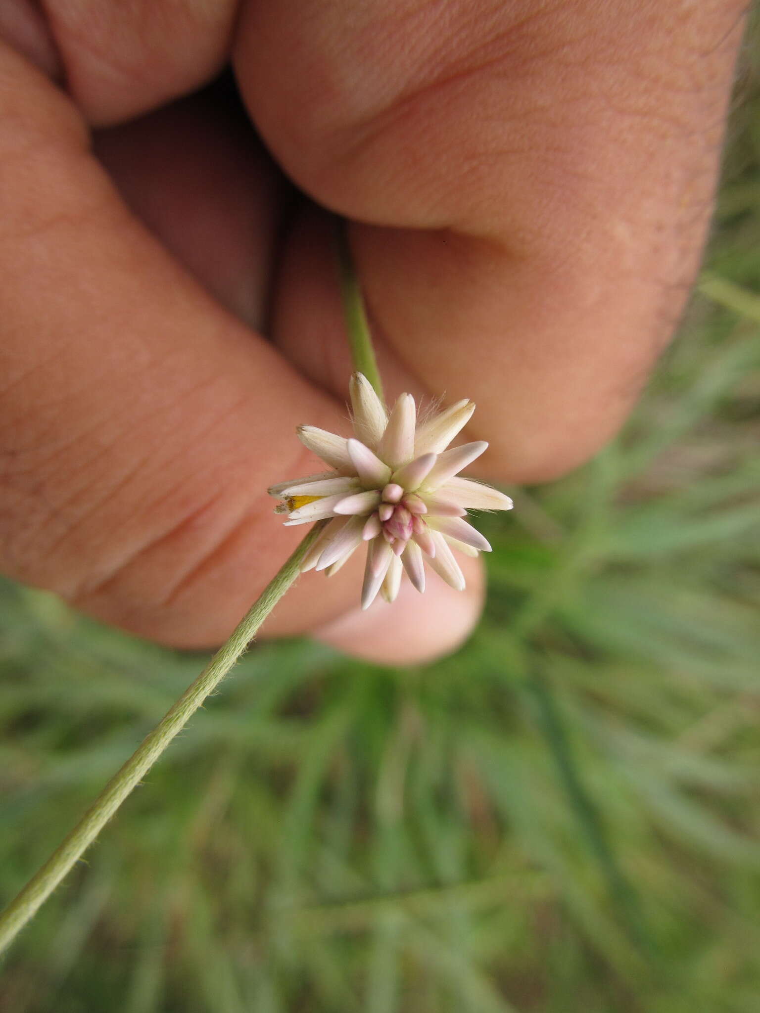 Image de Pfaffia tuberosa (Spreng.) Hicken