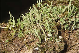 Plancia ëd Cladonia rigida (Hook. fil. & Taylor) Hampe