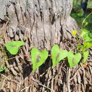 Image of Ipomoea sagittifolia Burm. fil.