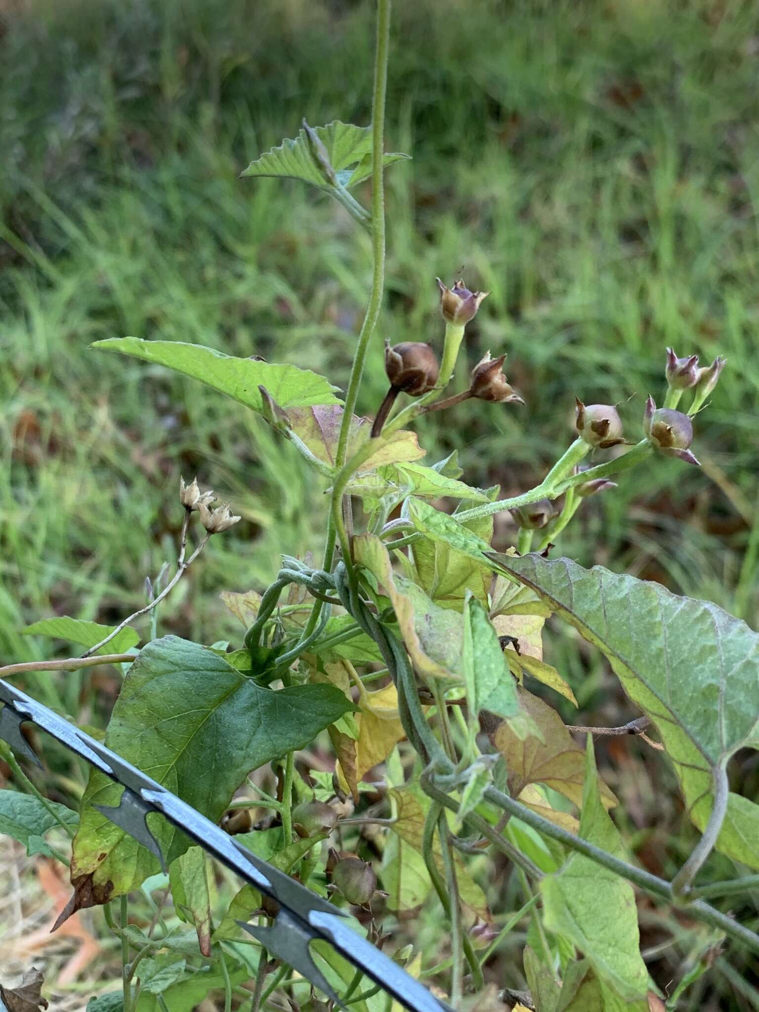 Image of Convolvulus farinosus L.