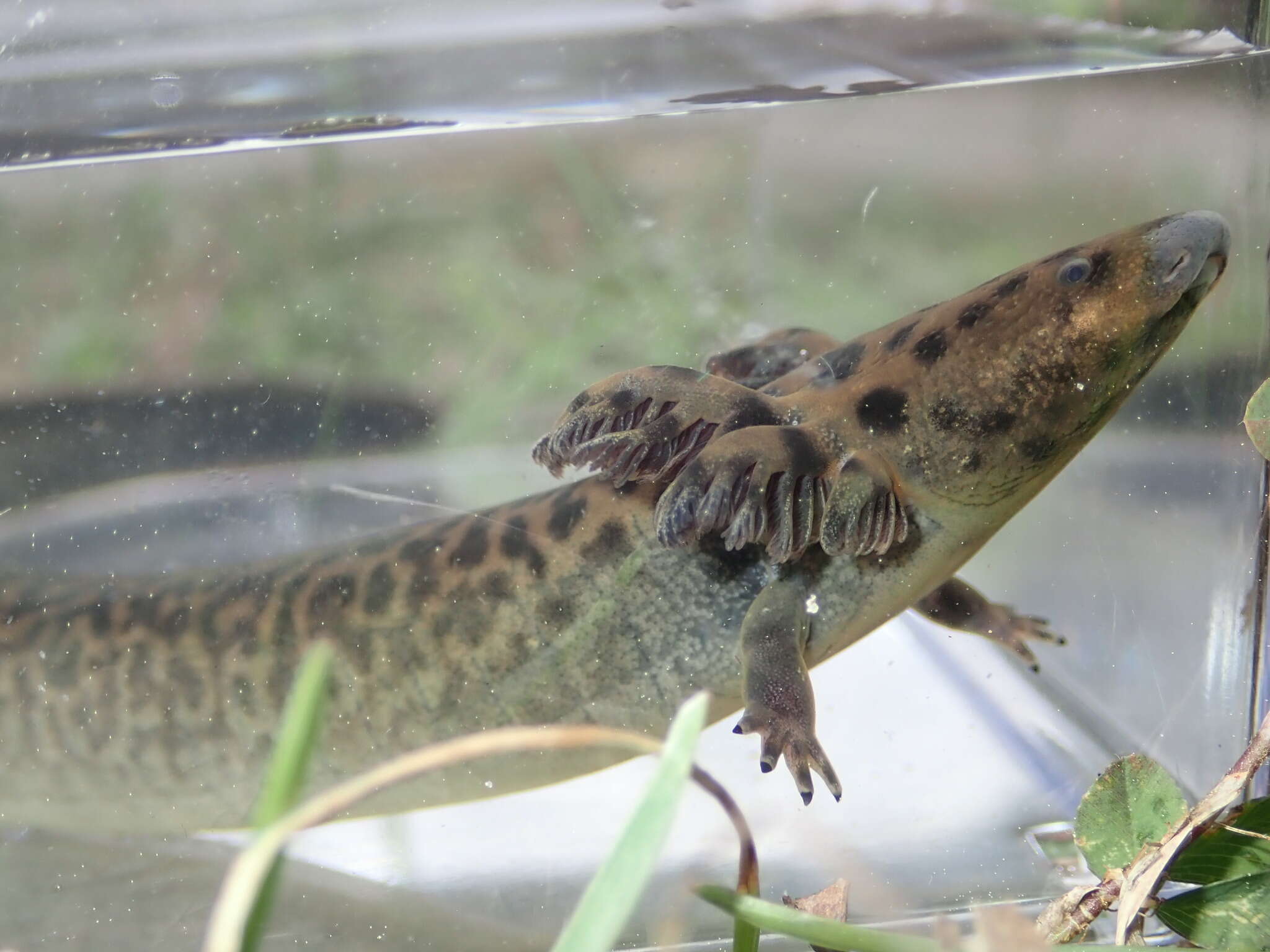 Image of Siren reticulata Graham, Kline, Steen & Kelehear 2018