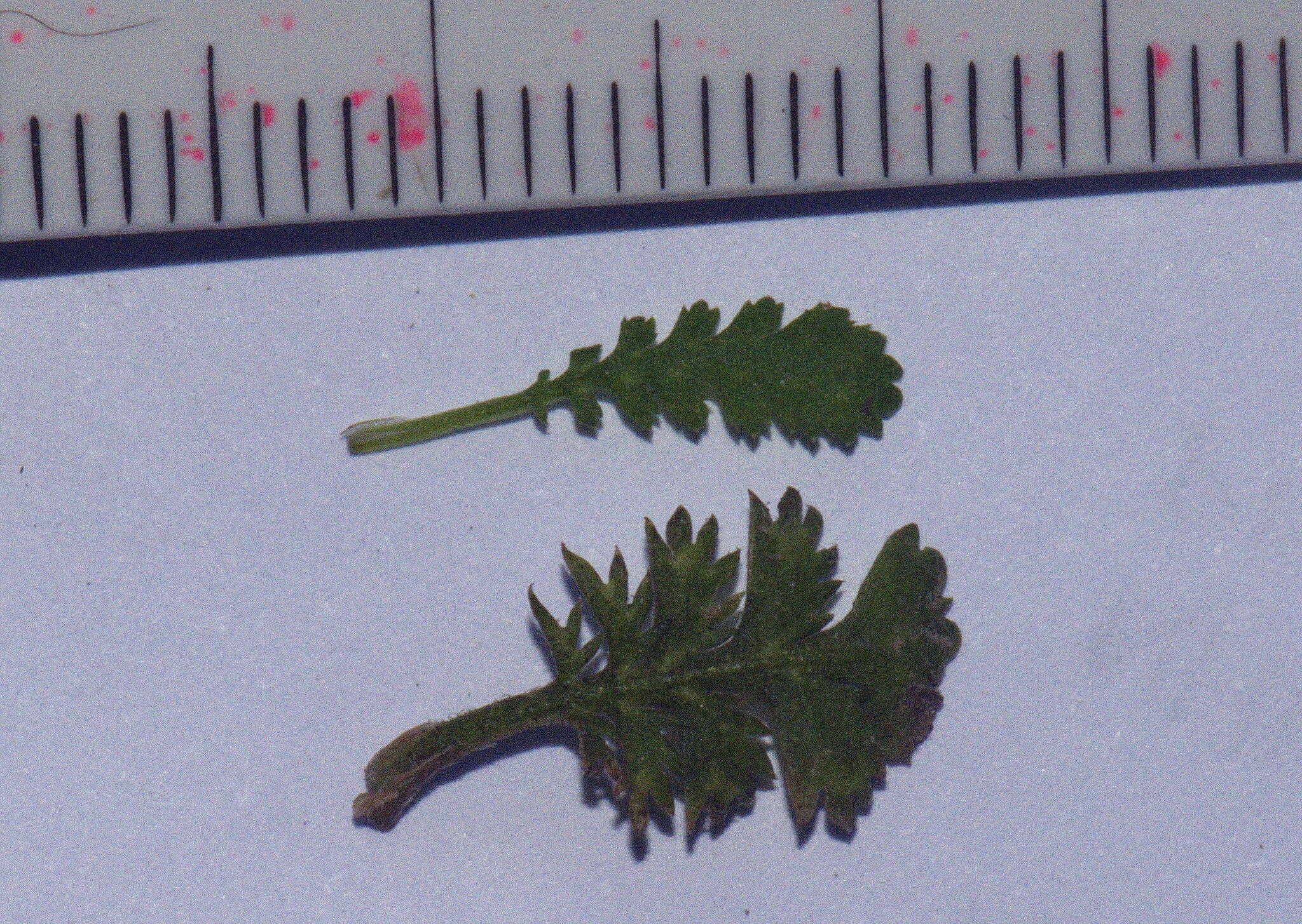 Image of Leptinella dispersa subsp. dispersa