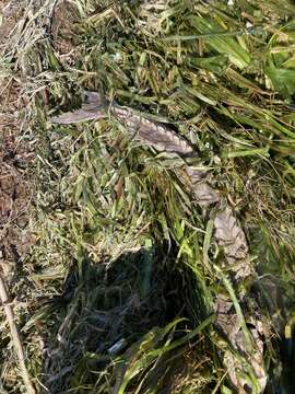 Image of Lake Sturgeon