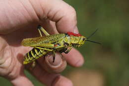 Image of Phymateus (Phymateus) karschi Bolívar & I. 1904