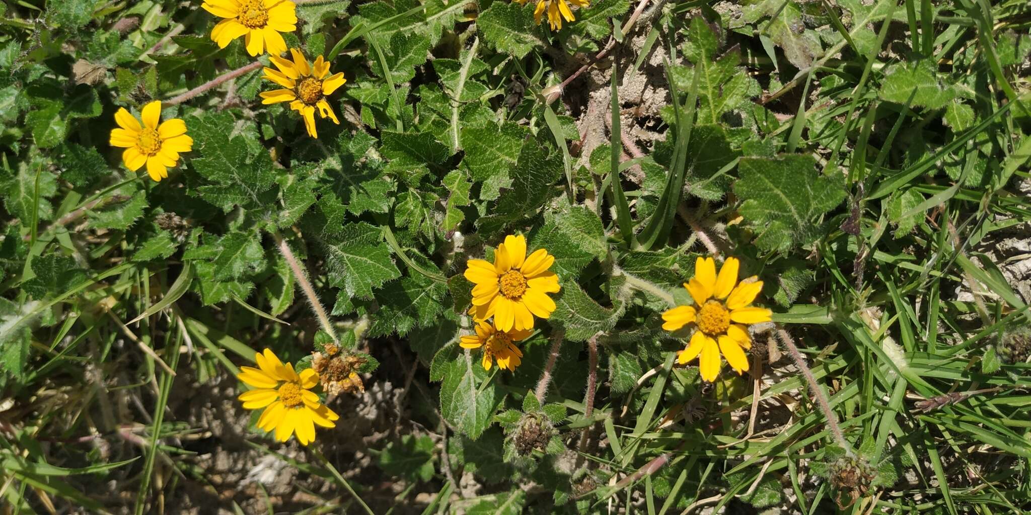 Sivun Dugesia mexicana (A. Gray) A. Gray kuva