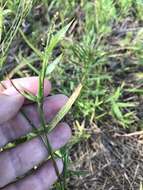 Image of Lindheimer panicgrass