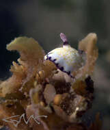 Image of Pale gold and purple slug