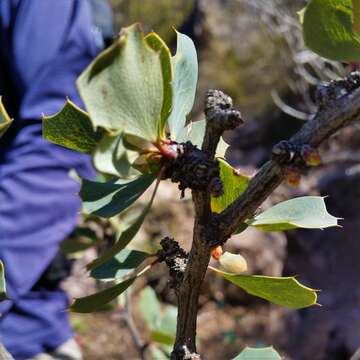 Plancia ëd Berberis grevilleana Gill.