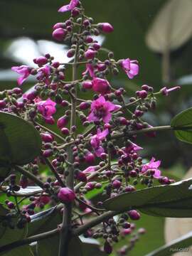 صورة Meriania macrophylla (Benth.) Triana