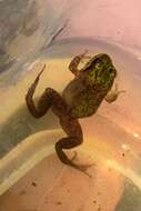 Image of Cape Flats Frog