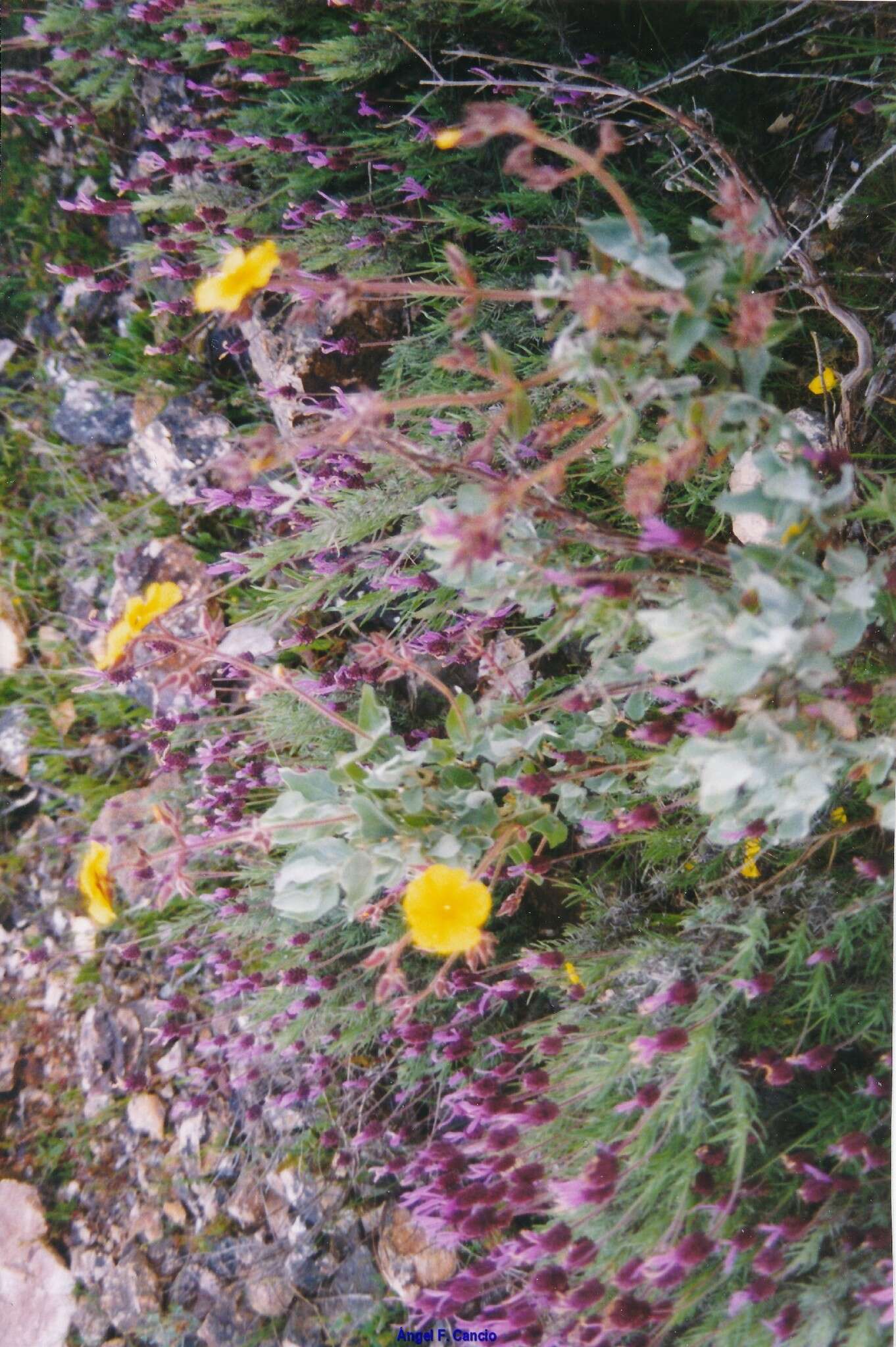 Image of Lavandula pedunculata subsp. sampaiana (Rozeira) Franco