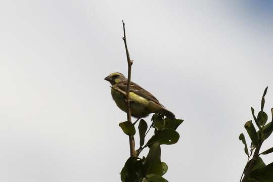 Image of Yellow-fronted Canary