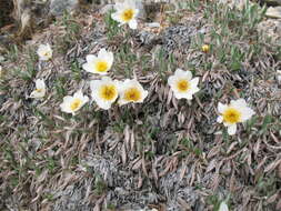 Image of eightpetal mountain-avens