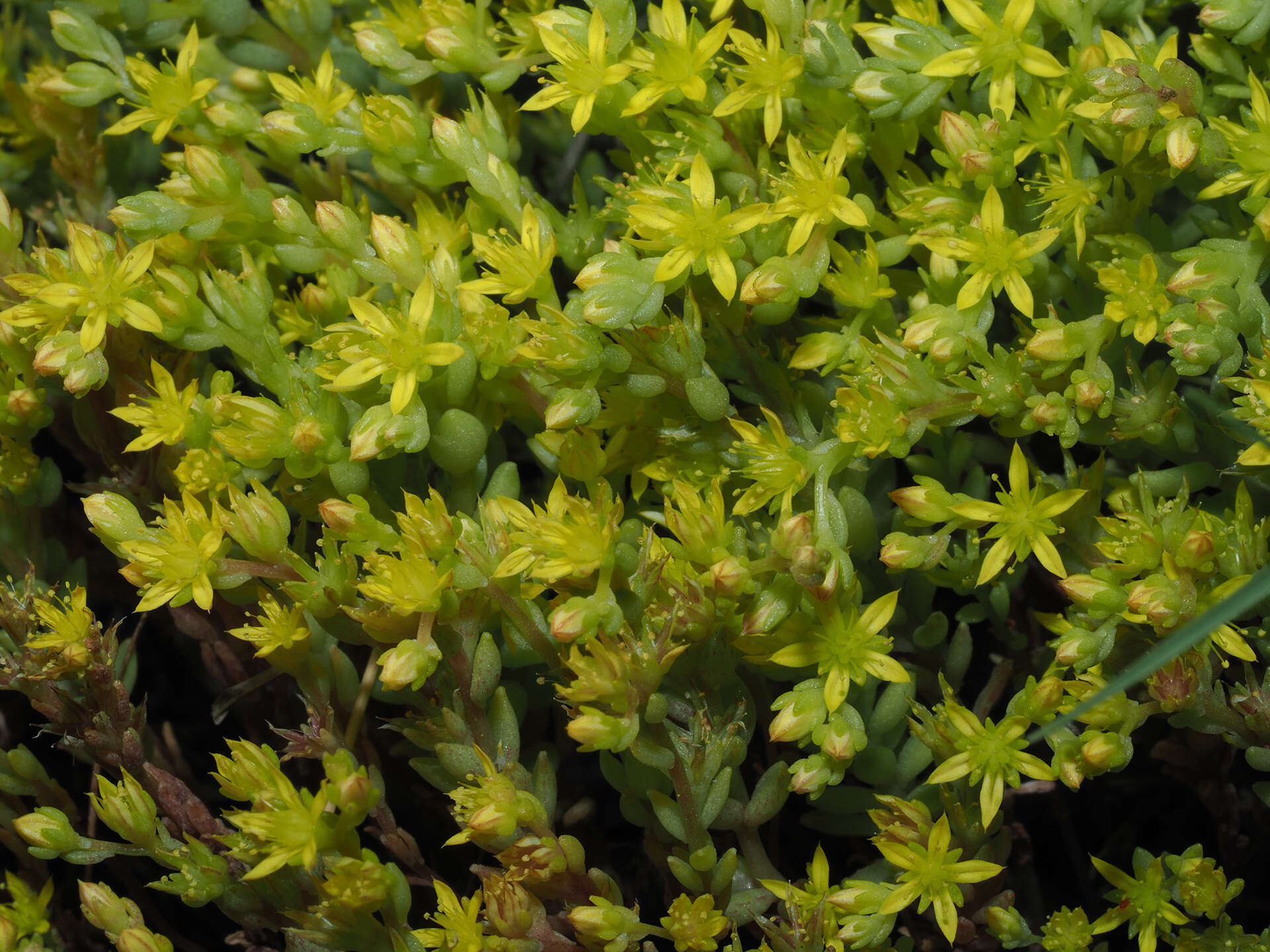 Image of Sedum praesidis H. Runemark & W. Greuter