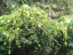 Image of Ledenbergia peruviana O. Schmidt