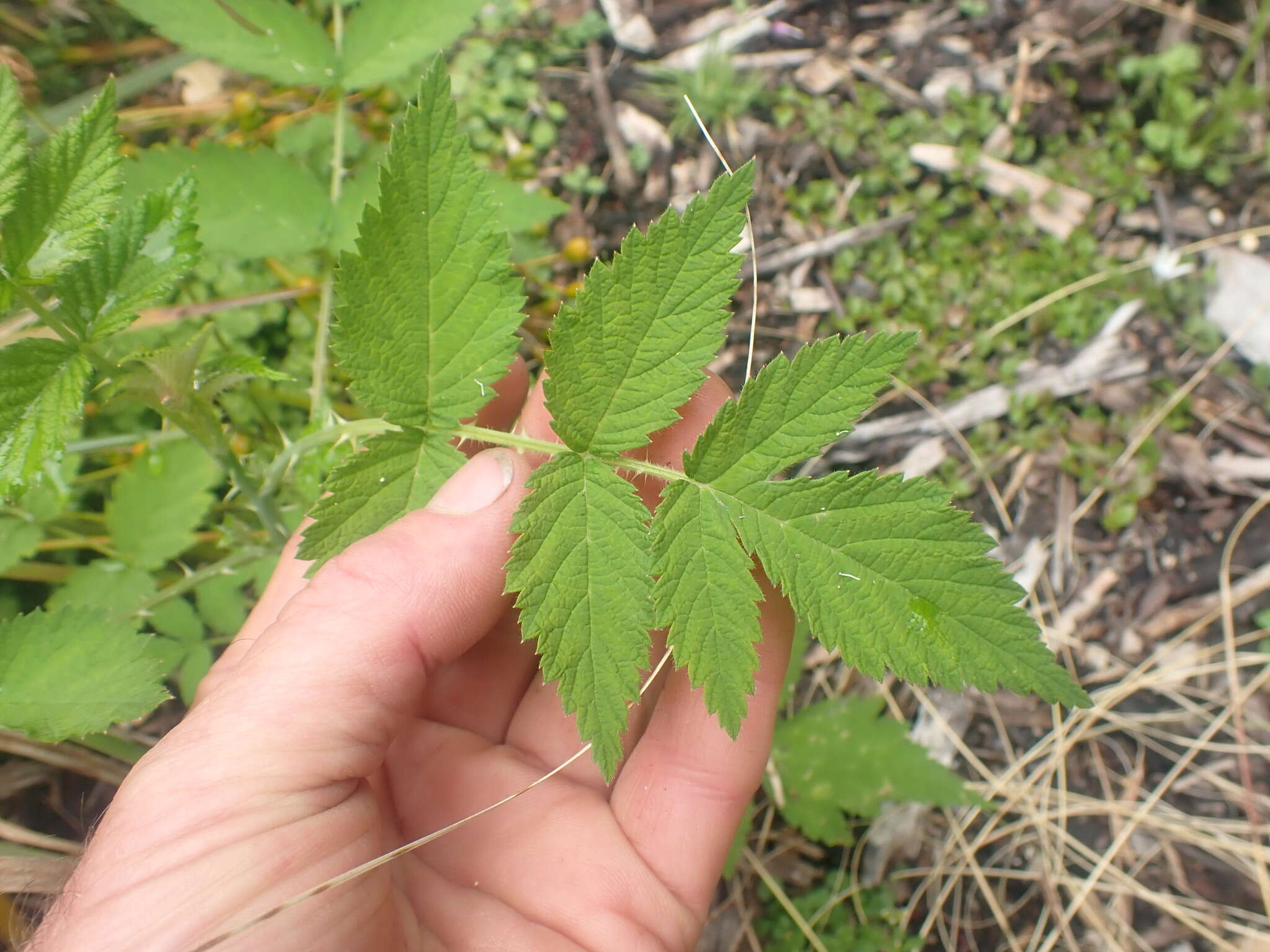 Слика од Rubus cockburnianus Hemsl.