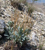 Image of Matthiola daghestanica (Conti) N. Busch