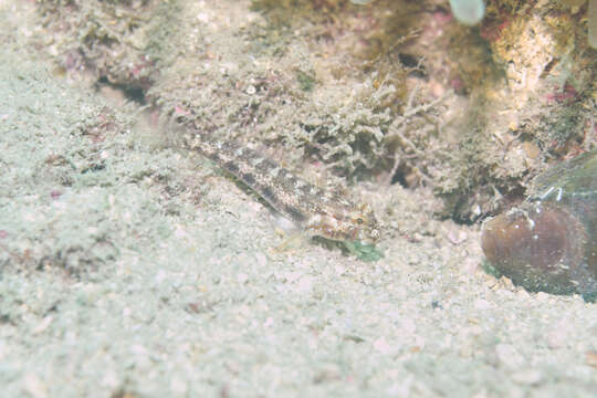 Image of Eyebar goby