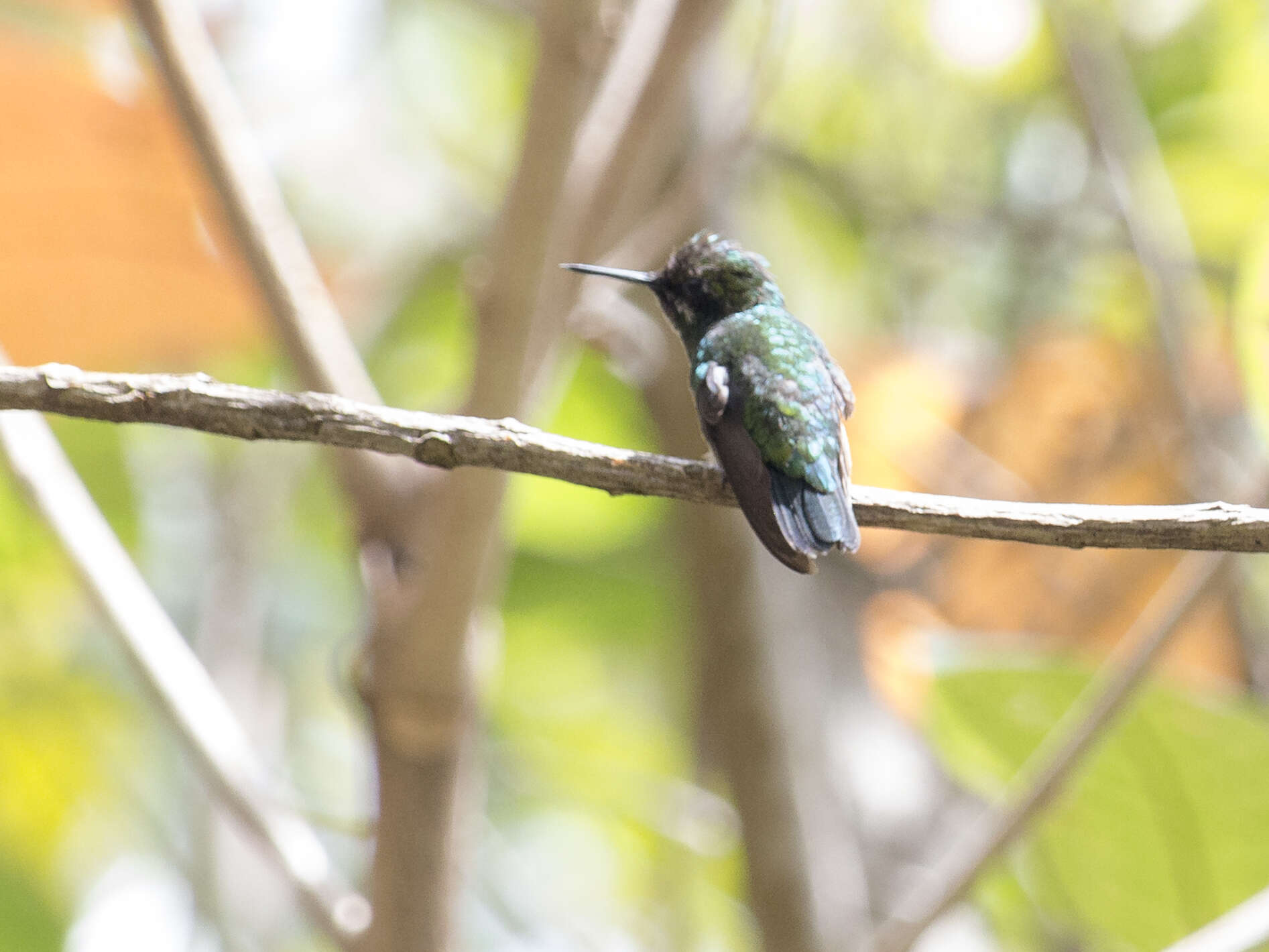 Image of Green-tailed Emerald