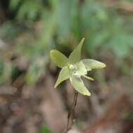 Imagem de Aeranthes adenopoda H. Perrier