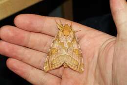 Image of Four-spotted Ghost Moth